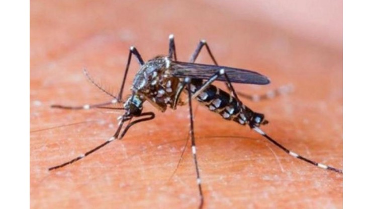 Dengue: medidas para su prevención